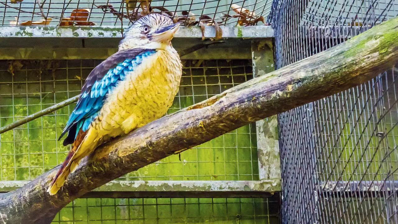 How is it like to navigate pet ownership with an exotic bird in Mumbai