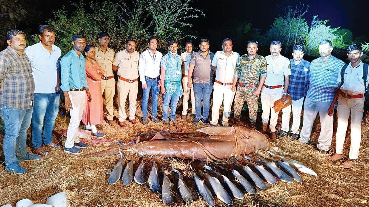 Maharashtra: Bull Shark was provoked by villagers, claims Wildlife Warden