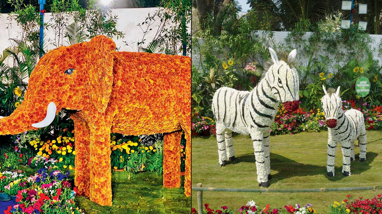  Let’s make a trunk call (right) From A to Z… ebras at the show