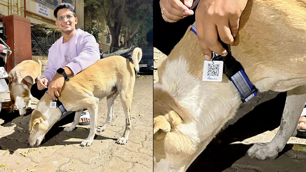 Akshay Ridlan tags a dog in Sion
