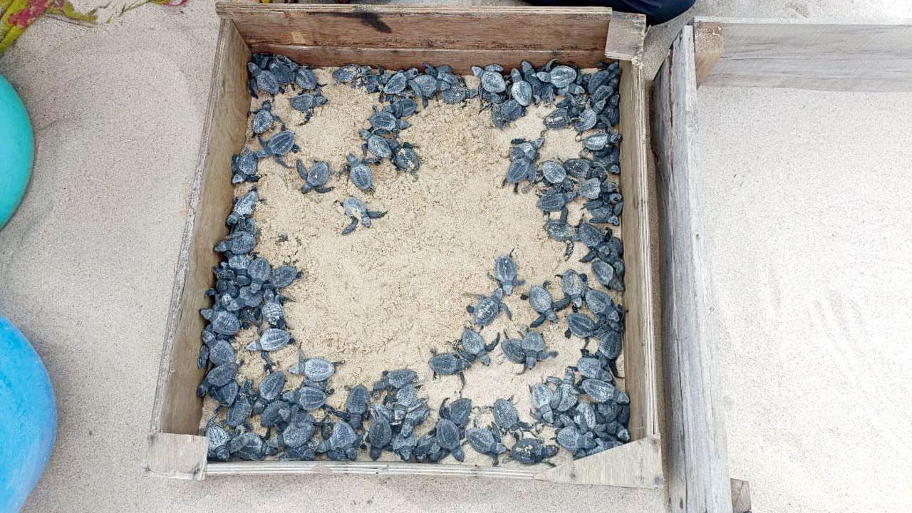 Olive Ridley turtles in an enclosed space before they are released into the sea