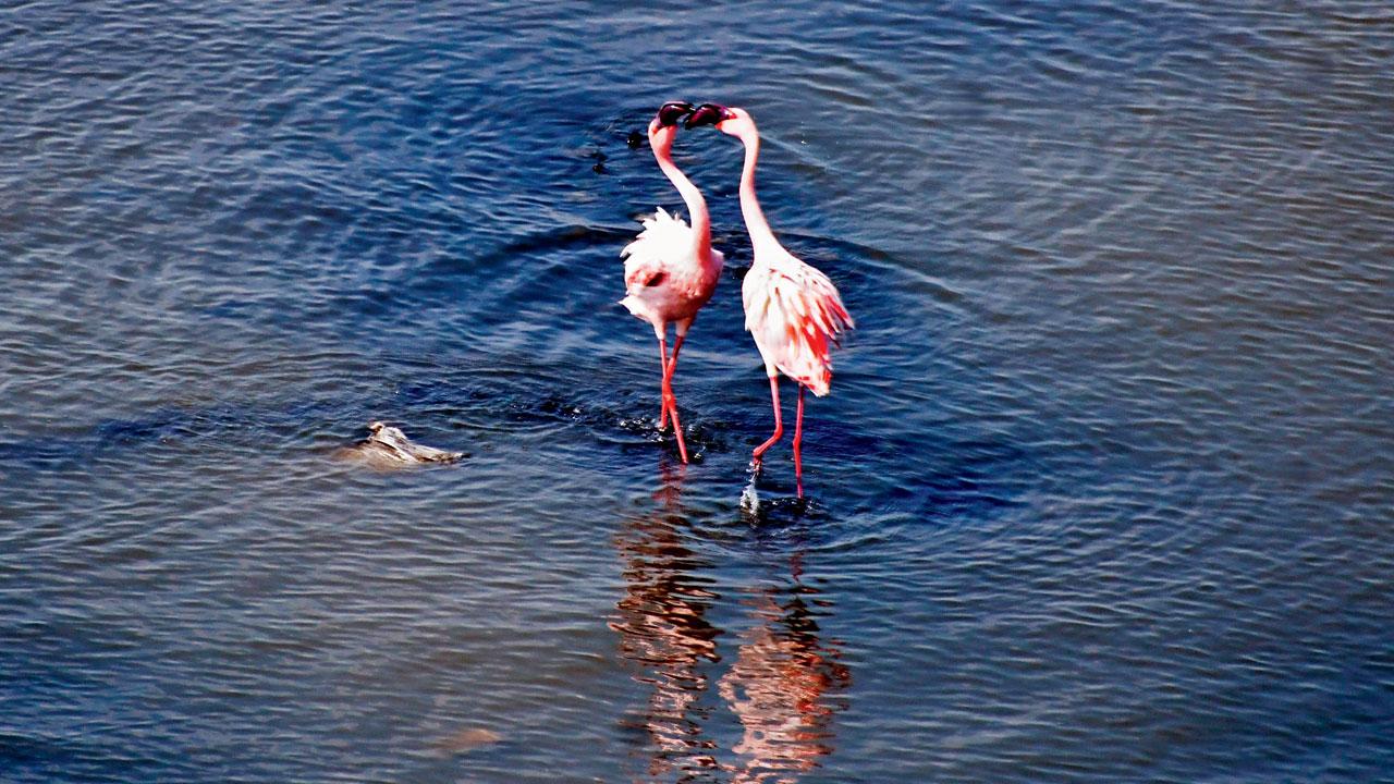 Flamingo sighting at Airoli sancturary	