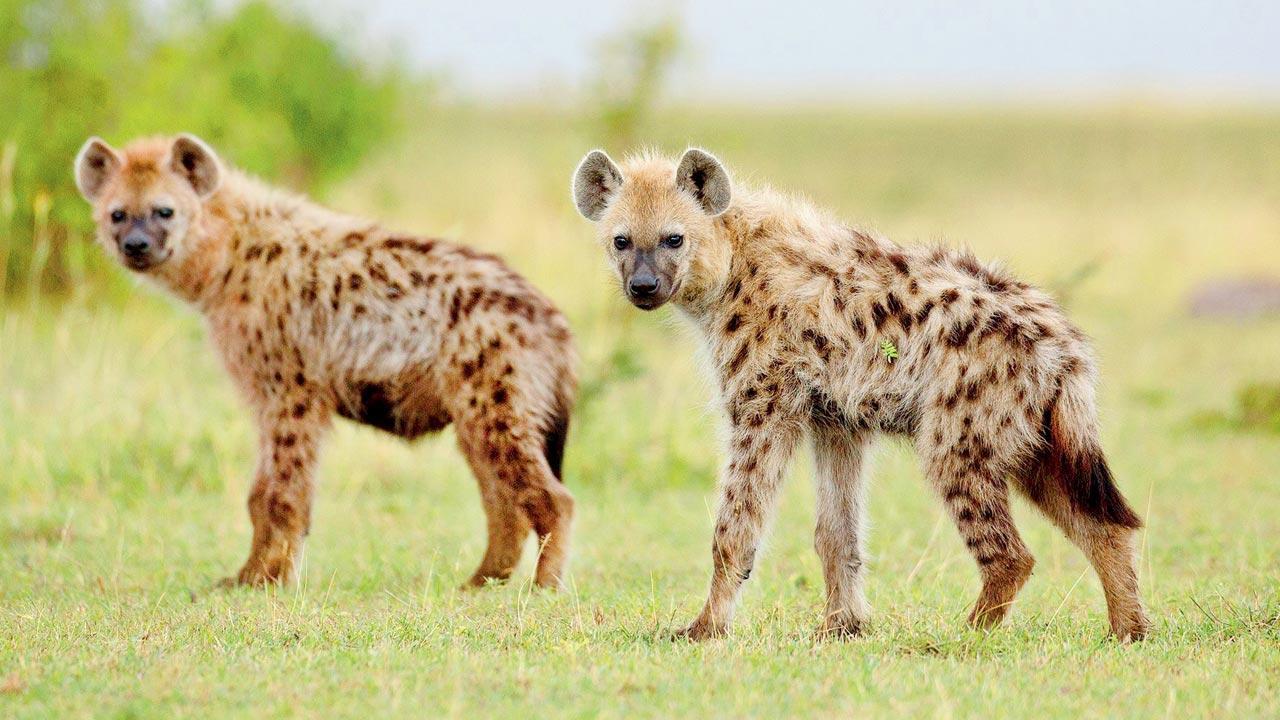 Hyenas kill 1, injure 2 near Kenyan varsity