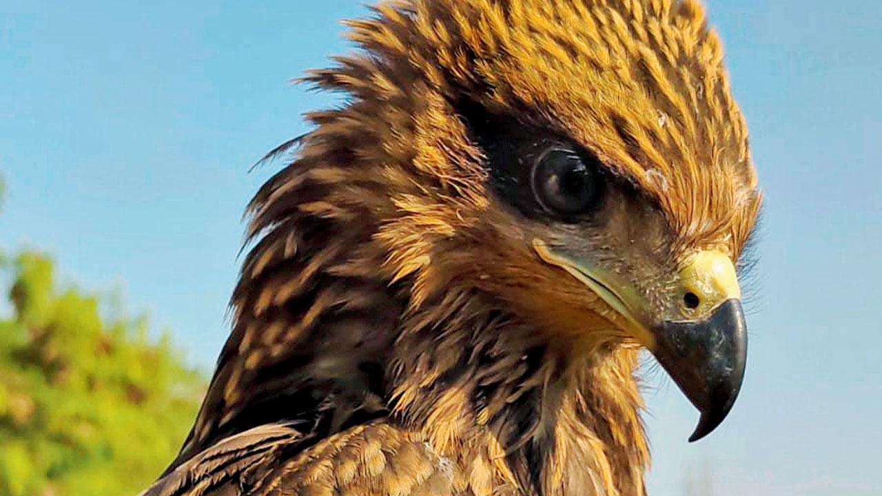 The rescued kite