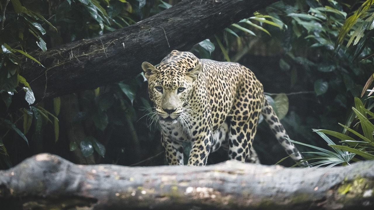 Viral video shows leopard near Mumbai housing society