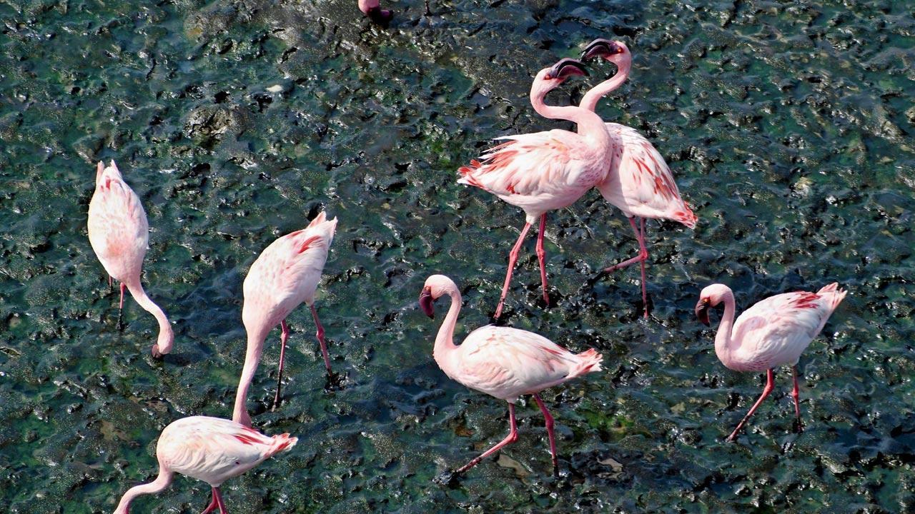 Nearly half of world’s migratory species in decline, says UN report