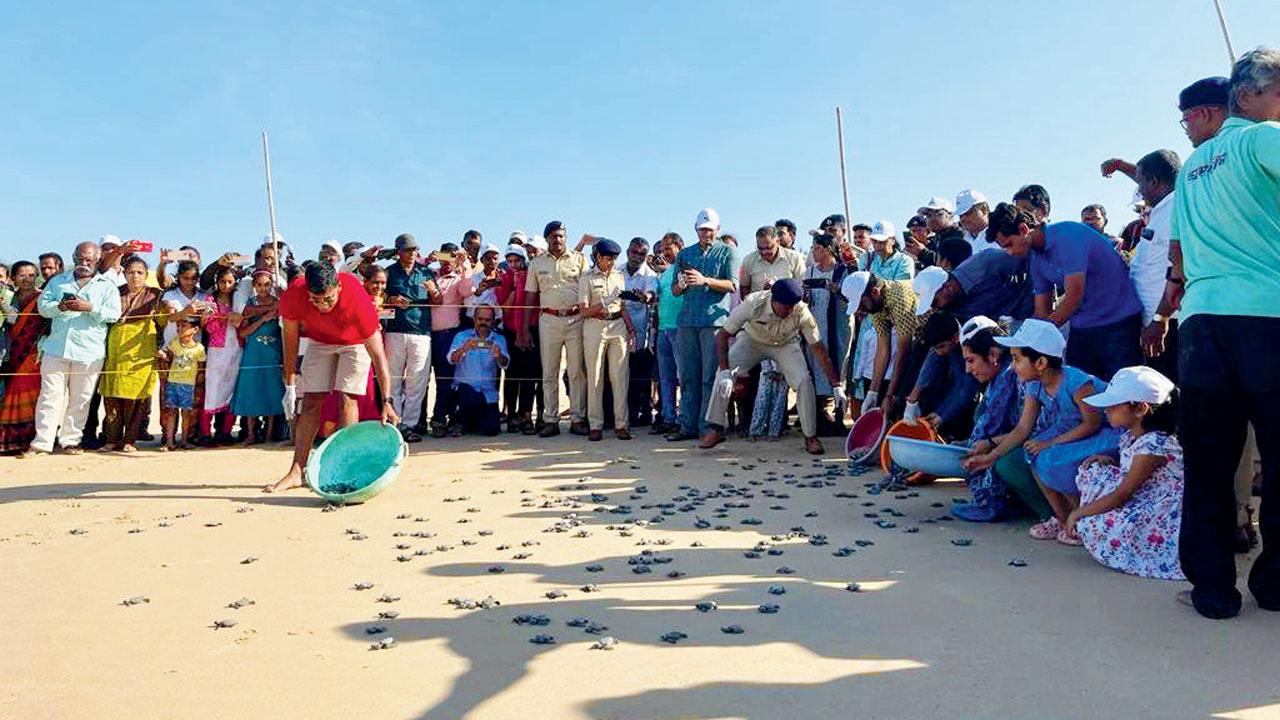 Visitors watch as the turtles are released into the sea 