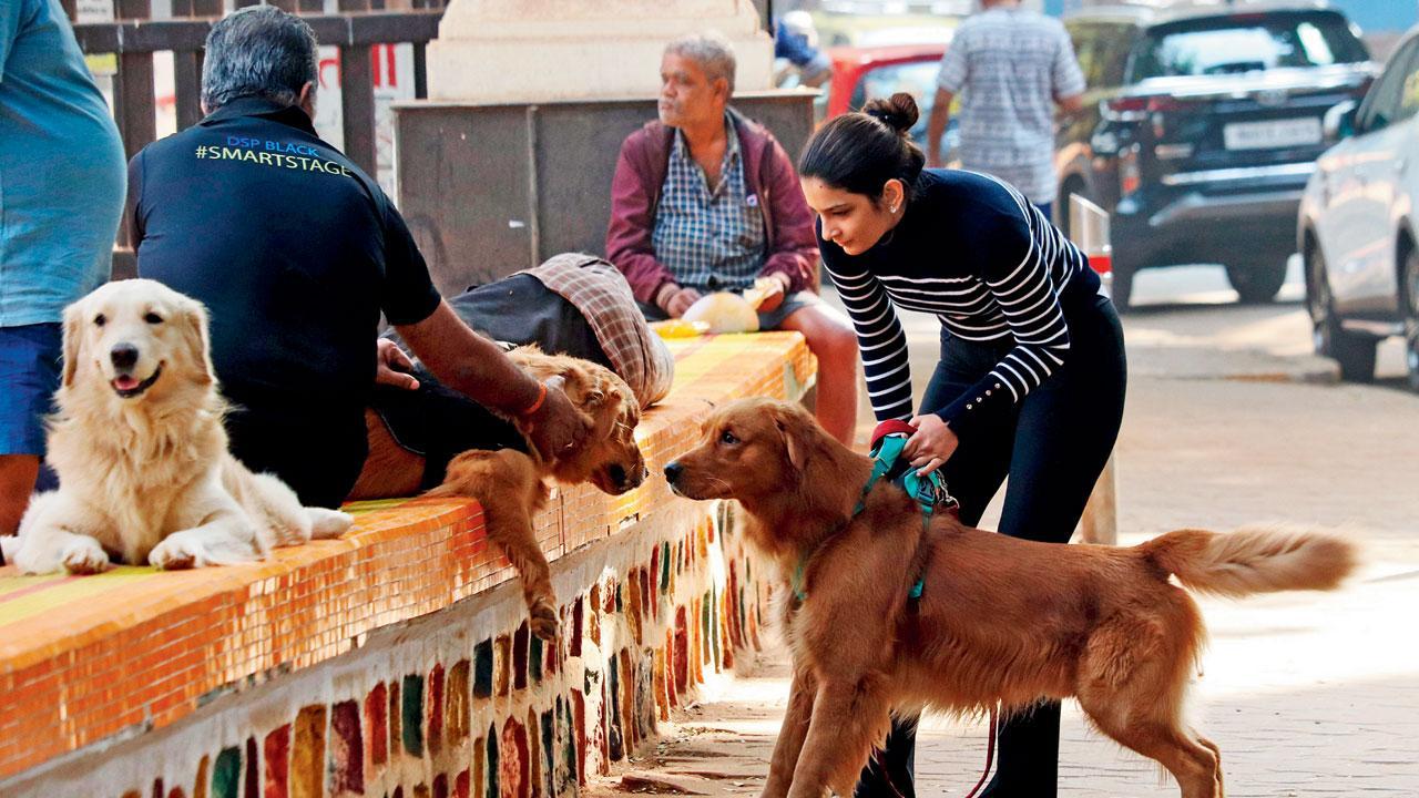 Mumbai Diary: Sunday Dossier