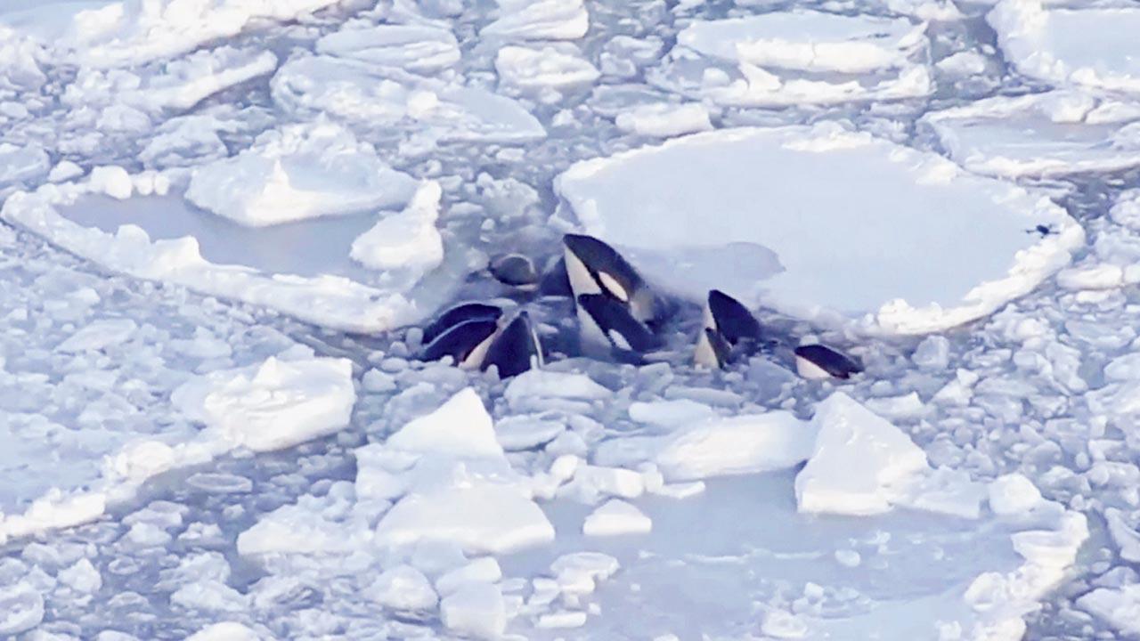 Pod of orcas trapped in ice safely escapes