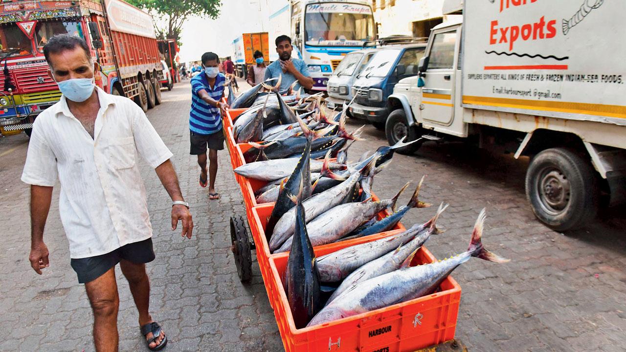 The bustling Sassoon Dock in south Mumbai is an unlikely hub of marine life for the tourists.