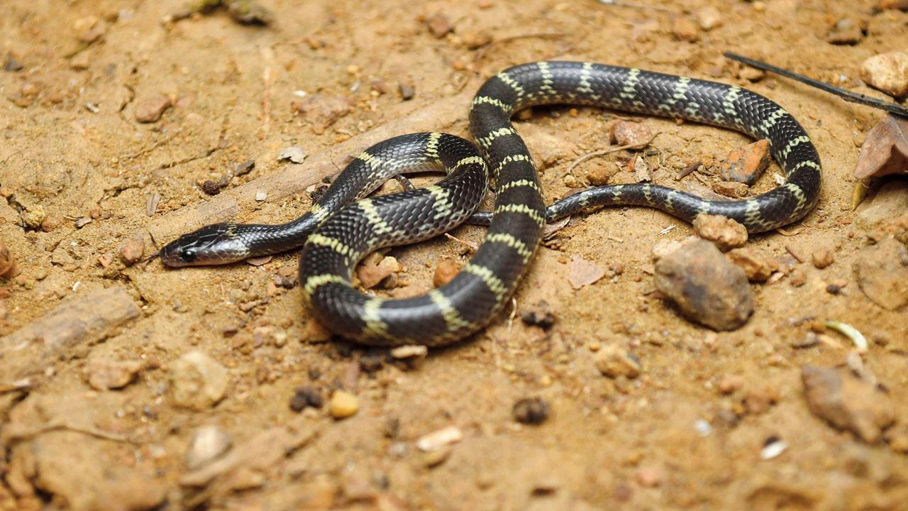 Rare snake rescued from house in Thane