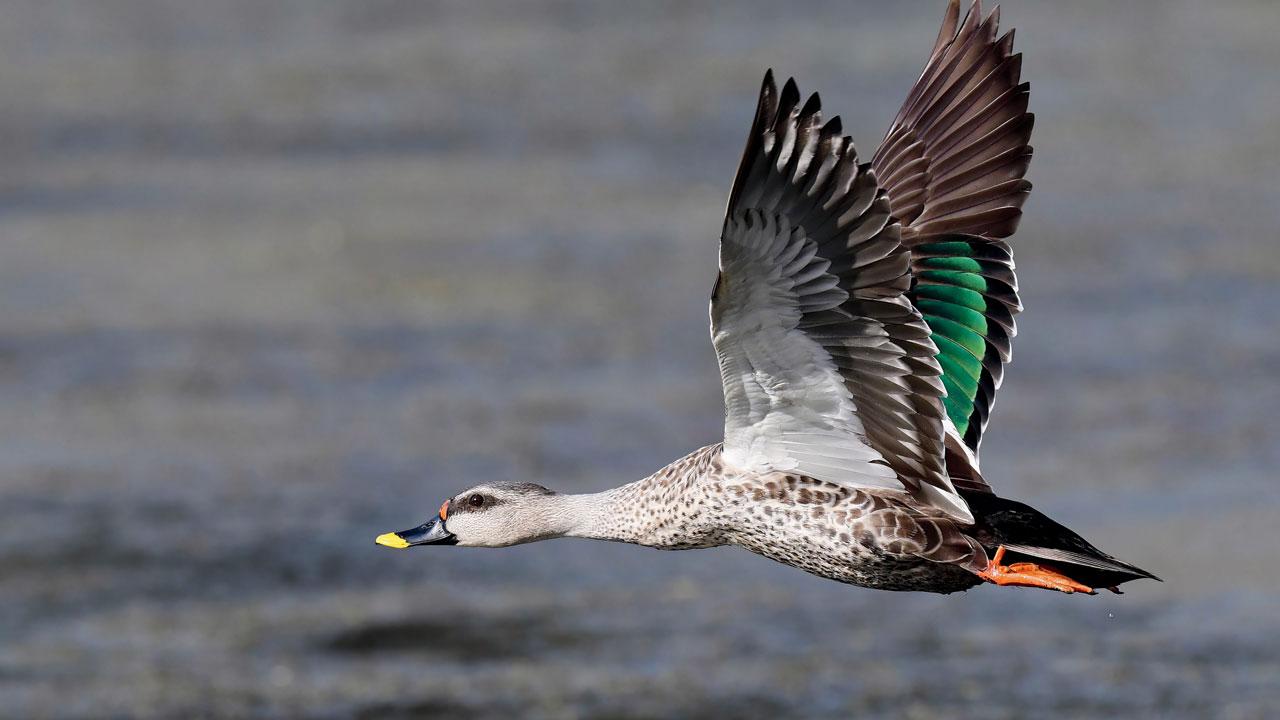 A spotbilled duck flying low 