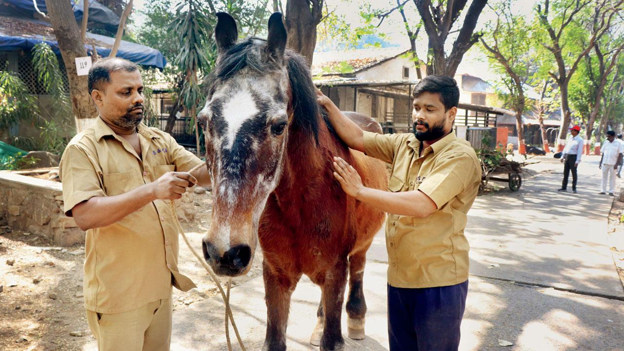 Sultan, the horse, is a celebrity resident at the hospital—having arrived 15 years ago. The institution has become a home for a number of ‘ownerless’ animals like him