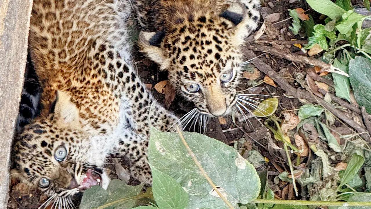 Mumbai: SGNP officials work relentlessly to reunite leopard cubs with mother