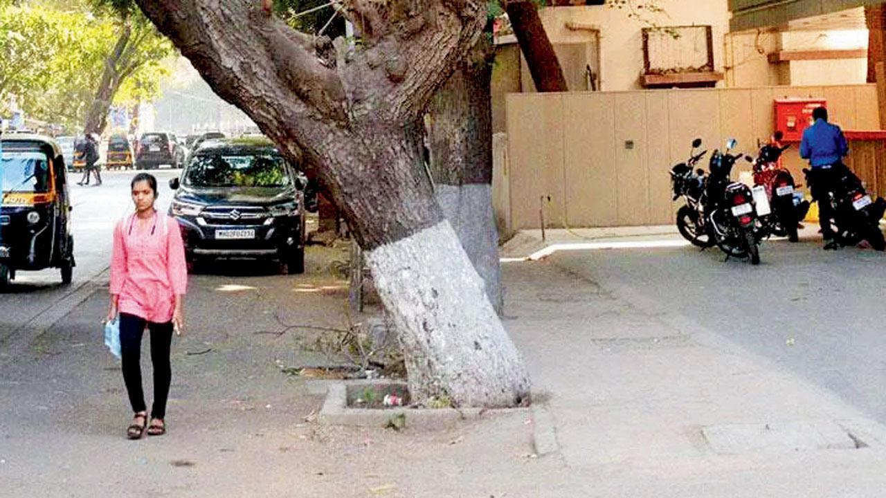 Mumbai: Residents demand action as tree threatens safety