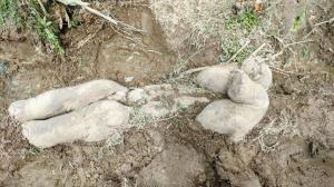 How elephants grieve and bury their dead