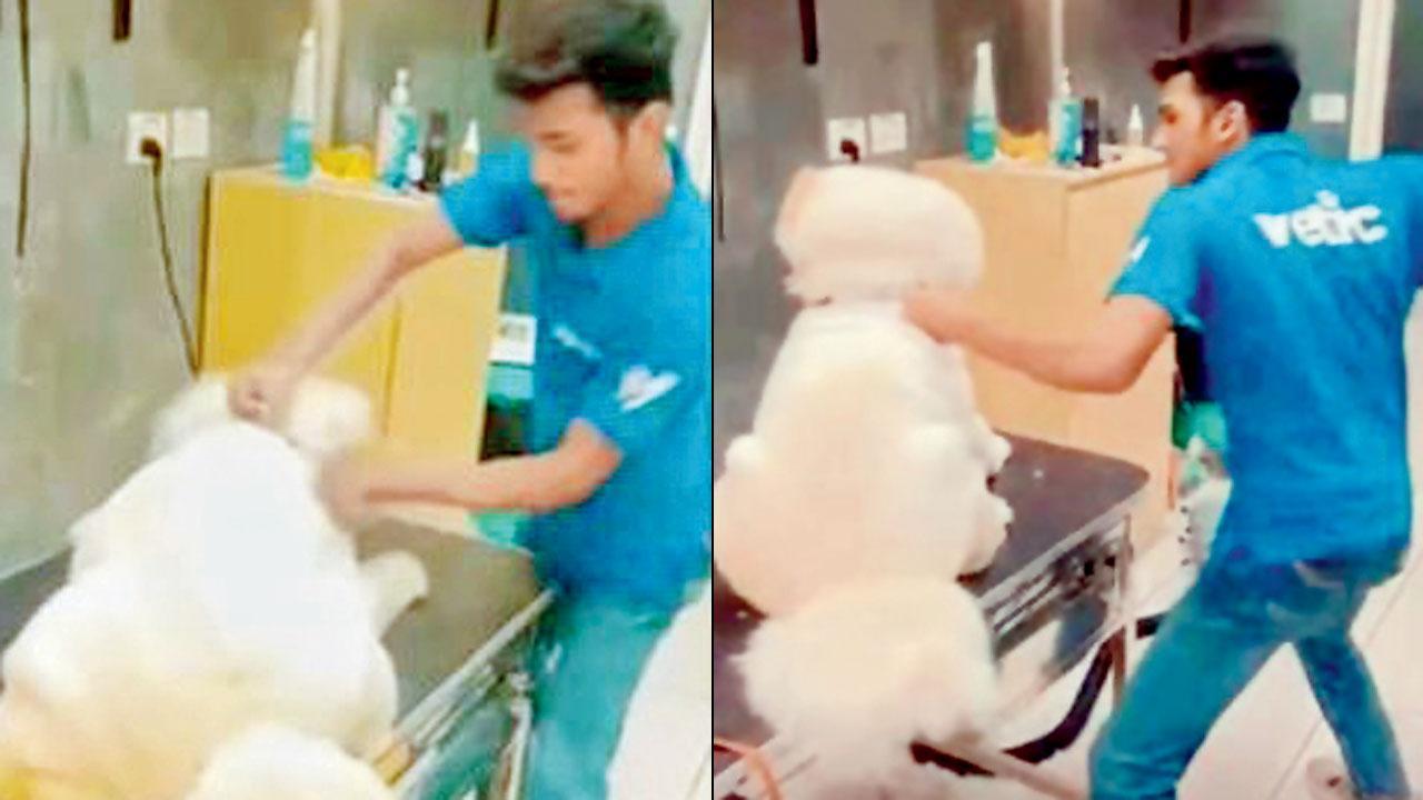 Thane: Pet nurse caught pummelling Chow Chow, no FIR yet
