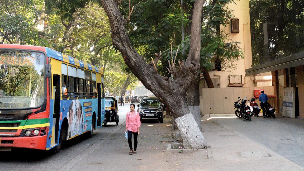 Vile Parle locals furious after holes drilled in roots of decades-old tree