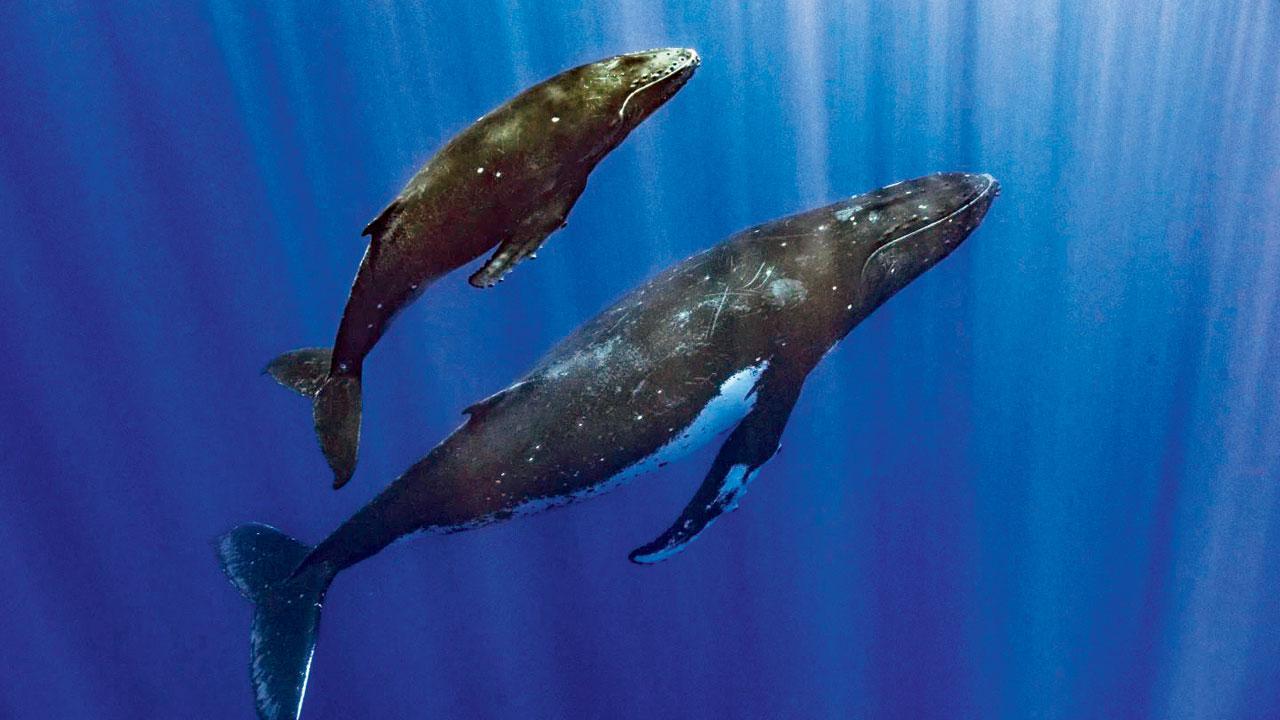 How do whales sing a song?