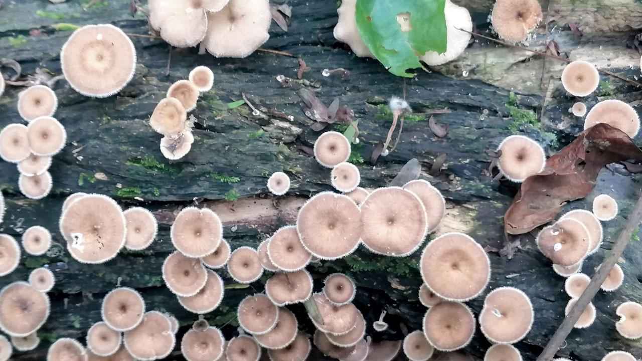 An inedible species of oyster mushrooms in Aarey Forest