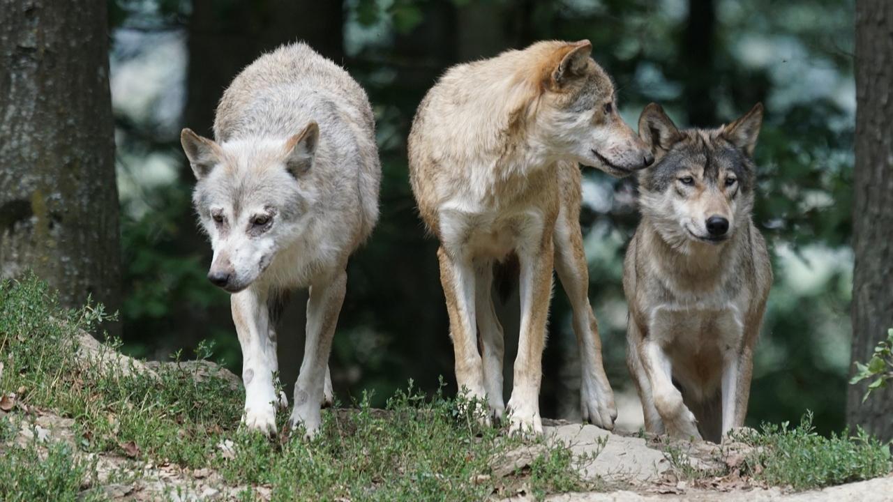 Mutant Chernobyl wolves develop anti-cancer abilities, may pave way for cure