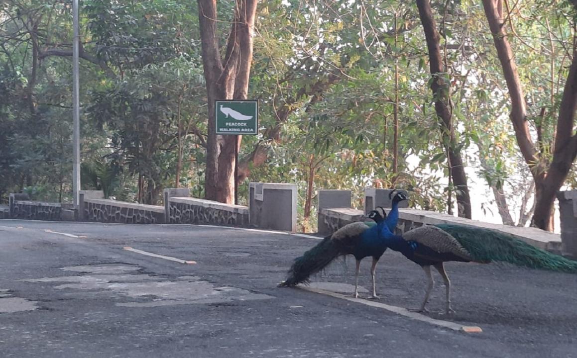 In Photos: Two peacocks spotted at Raj Bhavan in Mumbai