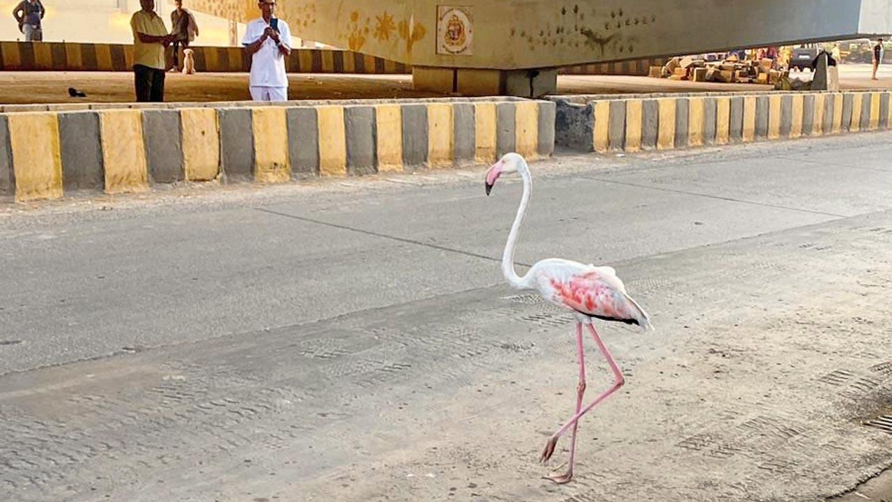Makar Sankranti