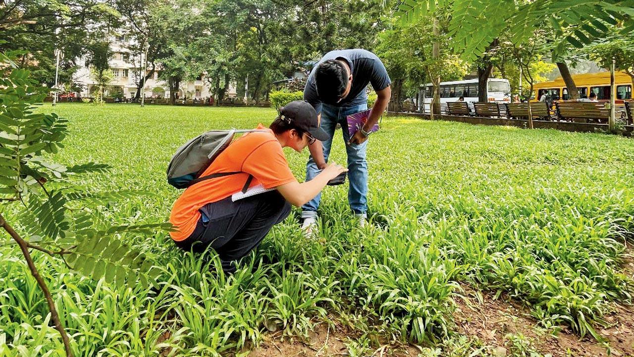 Dekha-Undekha volunteers collect data in Dadar’s Mancherji Joshi Five Gardens. Pic Courtesy/Waatavaran, Mmm