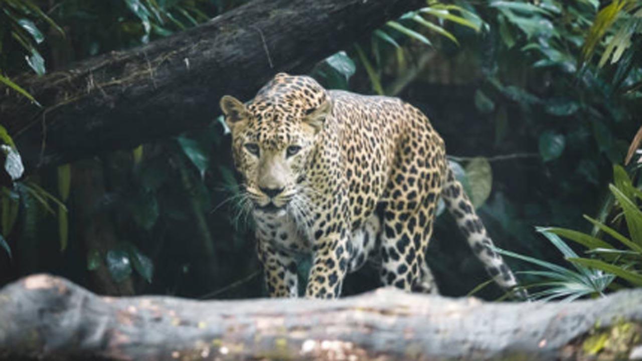 India home to 718 snow leopards; 241 caught on camera: Report
