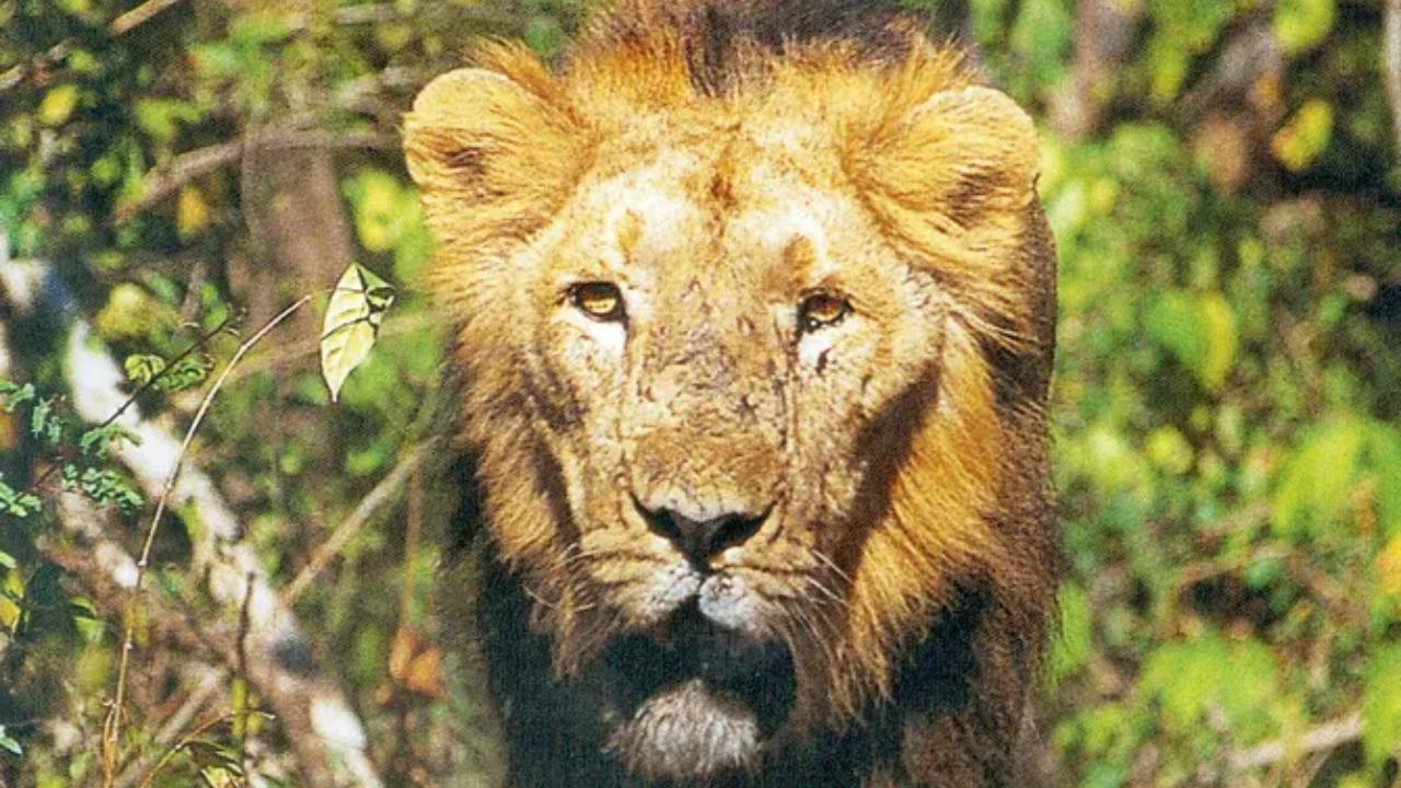 Rajasthan: 38-year-old man jumps into lion enclosure at zoo, mauled to death