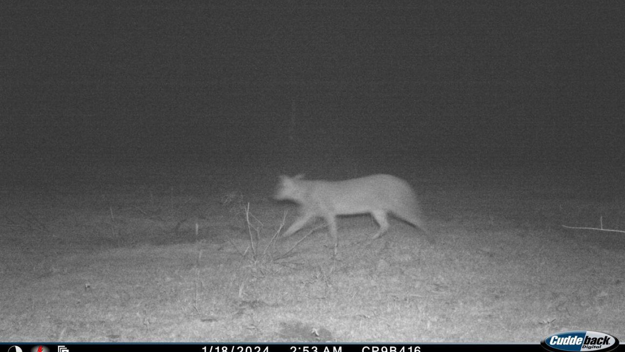 Animals spotted near Samruddhi Expressway/ Sourced Photo