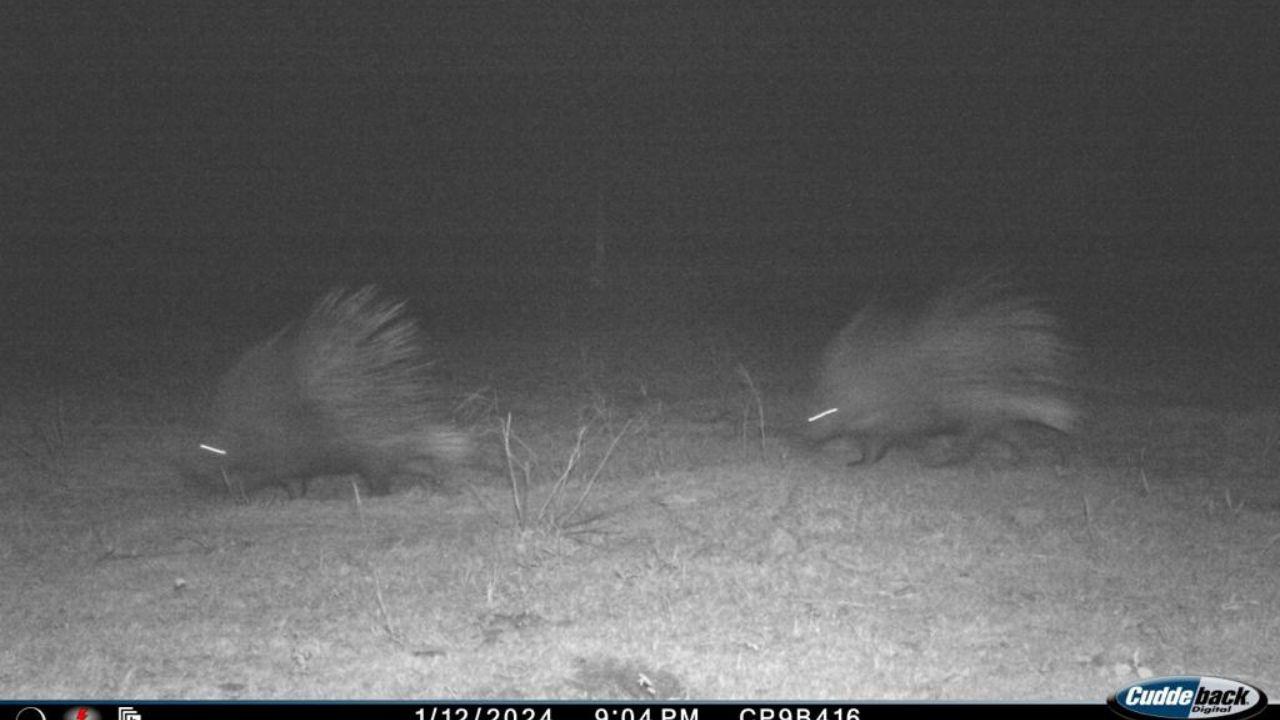 Indian porcupine spotted near Samruddhi Expressway/ Sourced Photo