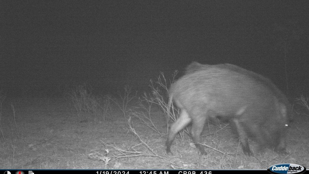 Wild pig spotted near Samruddhi Expressway/ Sourced Photo