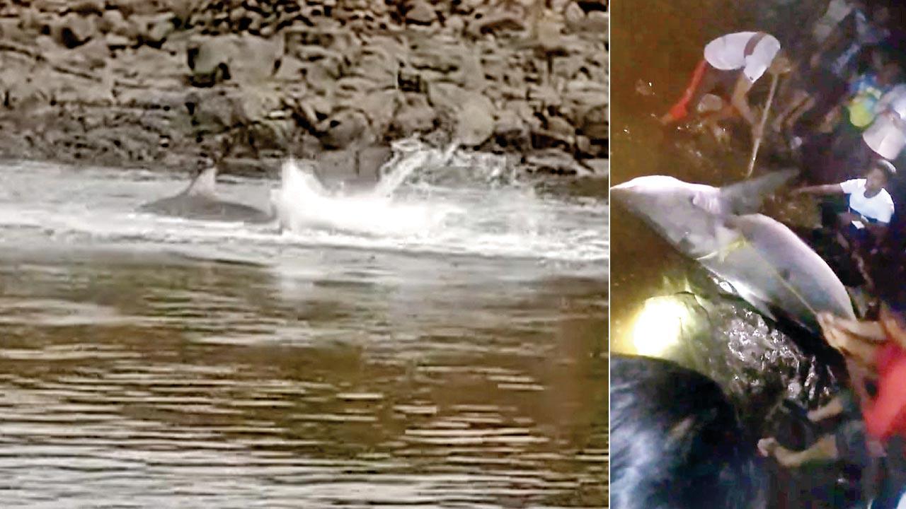 The shark captured by local fishermen and youngsters. Pic/Hanif Patel (left) Screengrab showing the four-foot-long fish in the water. 