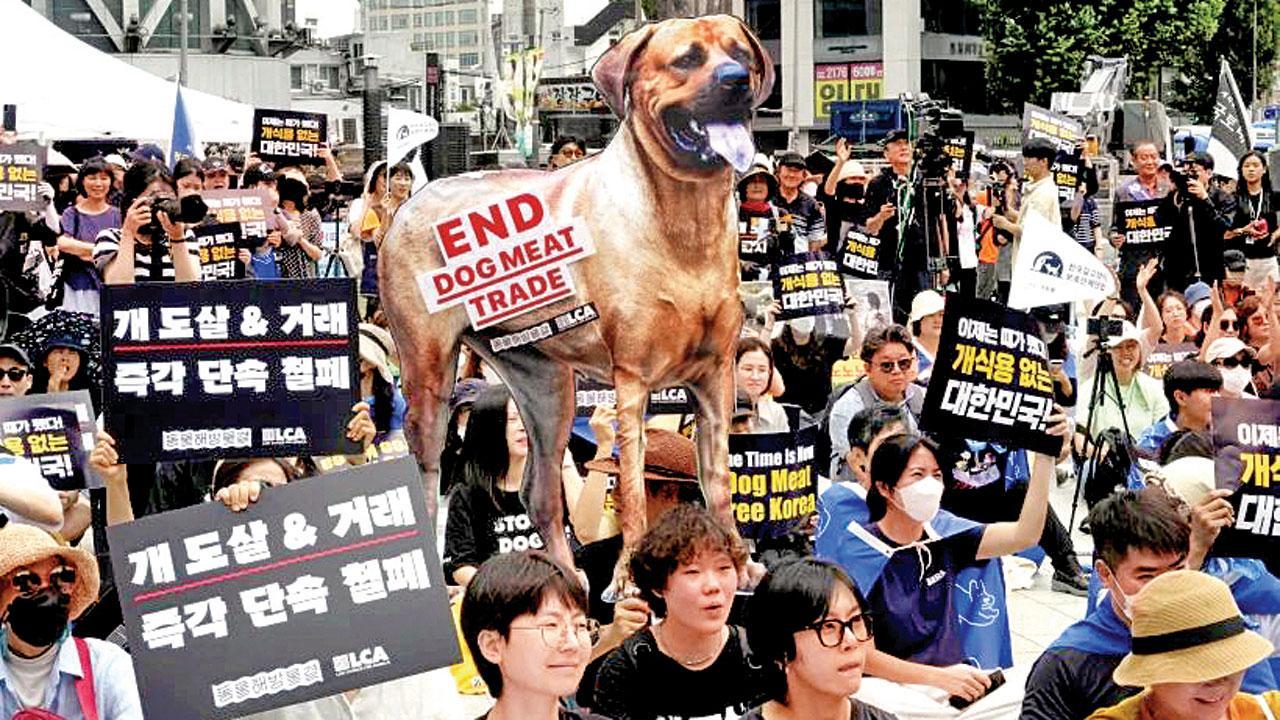 S Korea pushes dog meat ban