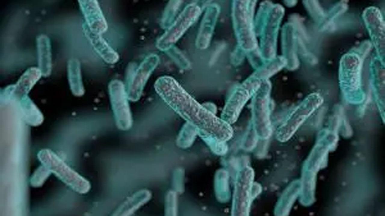 Scientists find 35 previously unknown species of bacteria