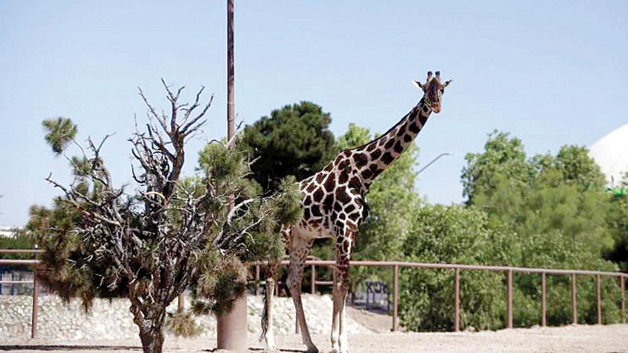 Campaign to save giraffe wins him a better home
