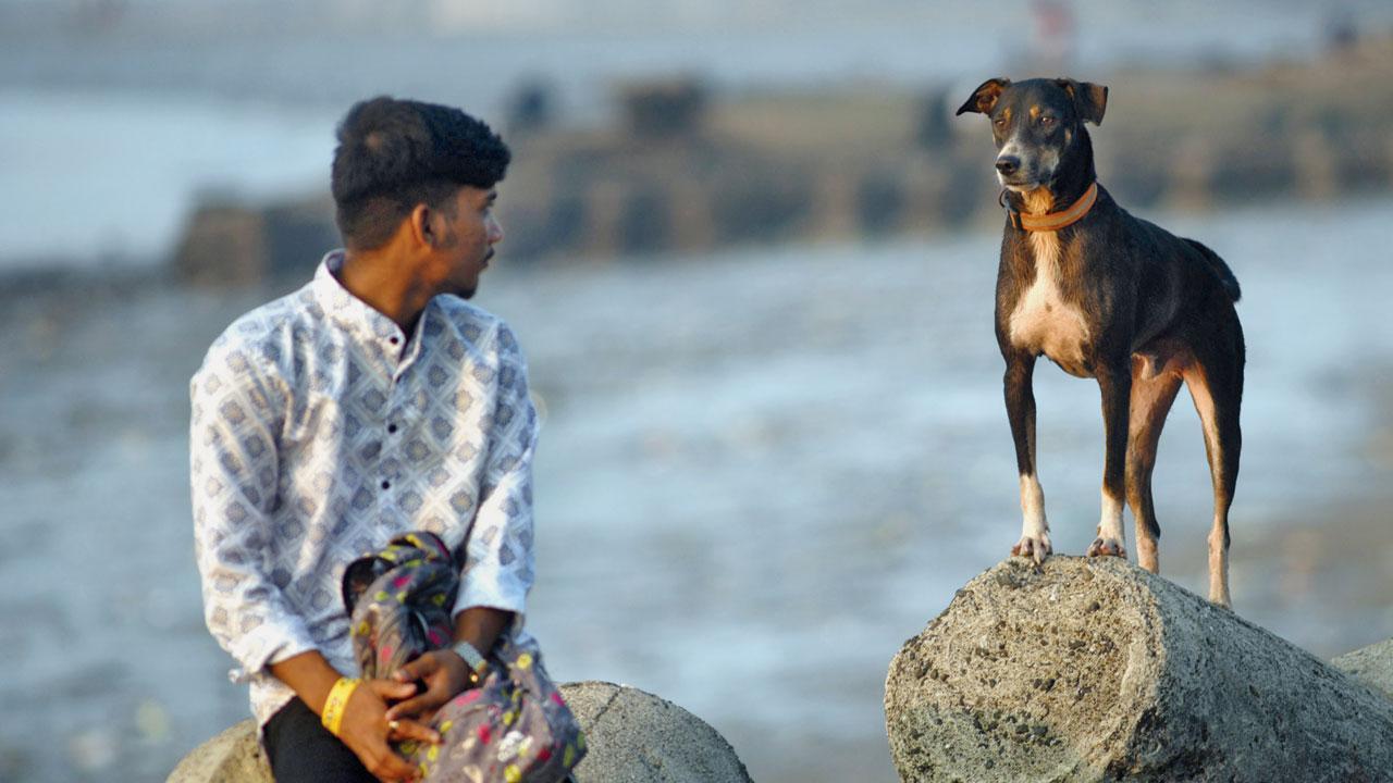 Mumbai: Civic body initiates massive stray dog vaccination drive