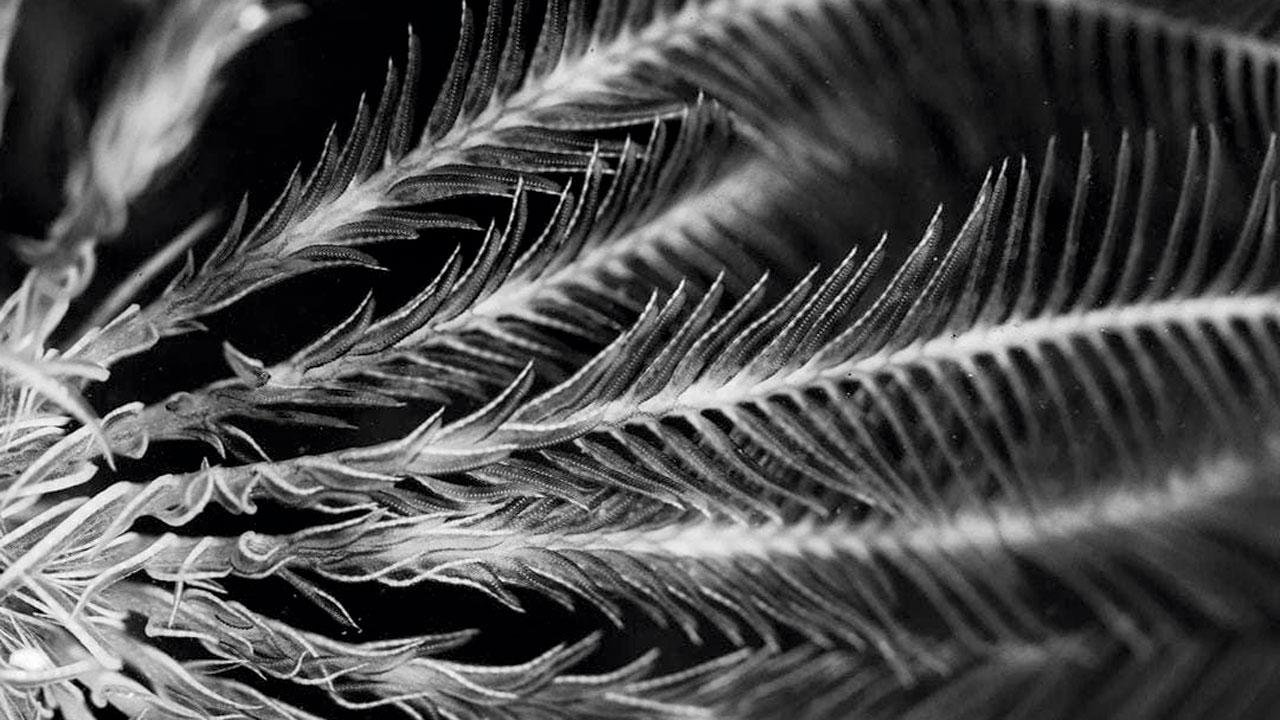 Feather star. Pics Courtesy/Sarang Naik