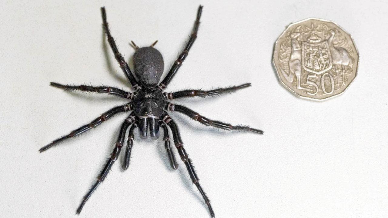 Largest male funnel-web spider found in Australia