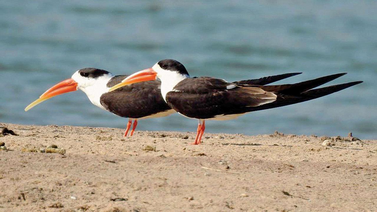 Indian skimmers