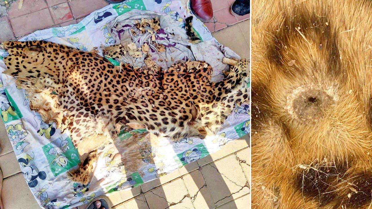 Mumbai: Leopard skin discovery in Aarey prompts forensic investigation