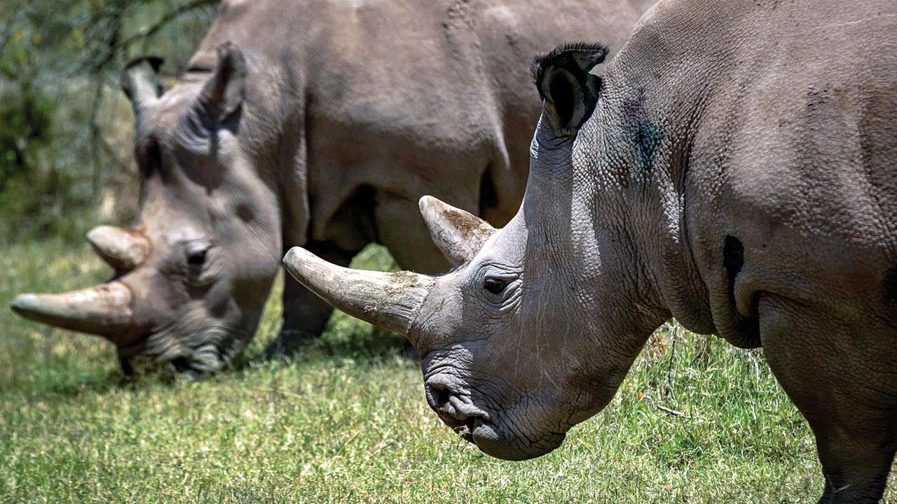 Almost extinct rhino is pregnant from embryo transfer