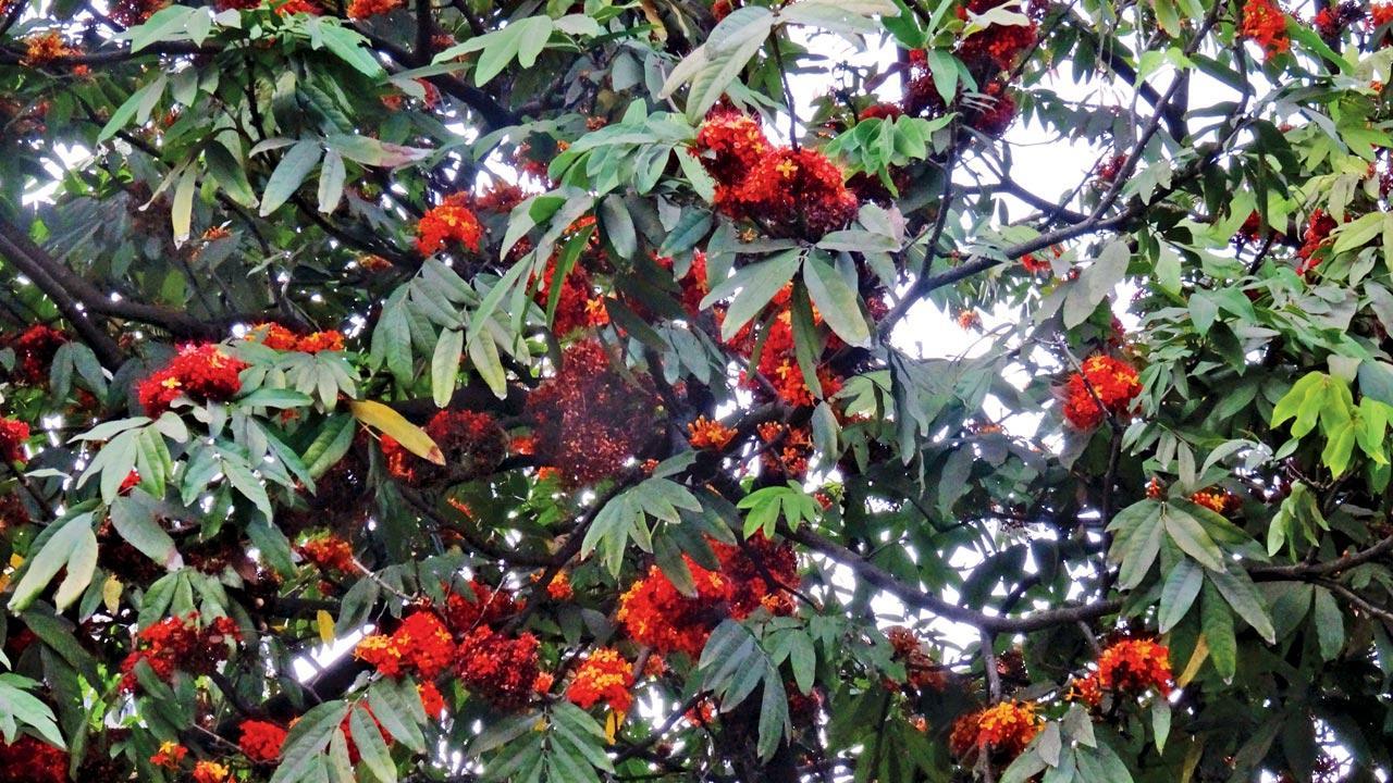 Introduce your little ones to the power of plants through this tree walk