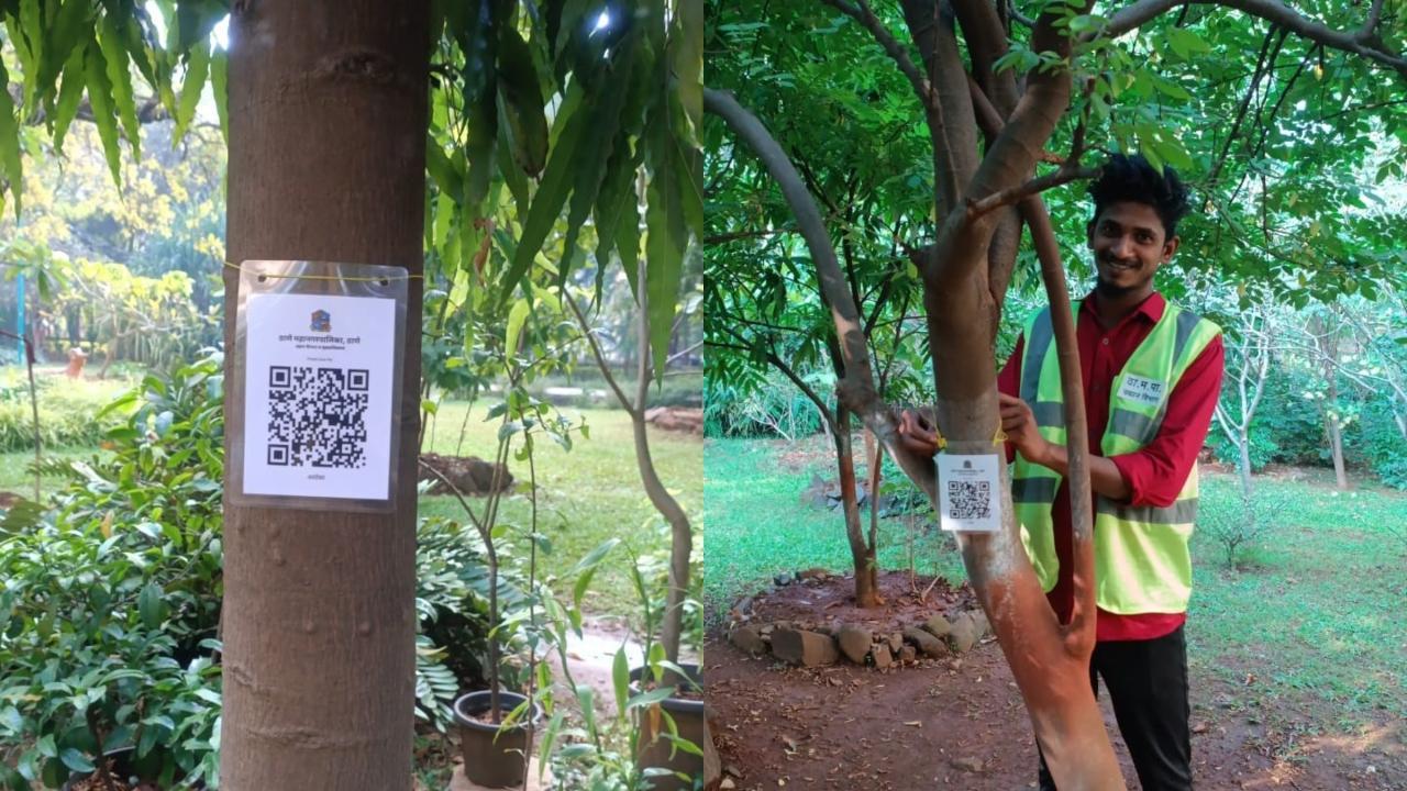 Maharashtra: Now, scan QR codes to know about trees in gardens of Thane