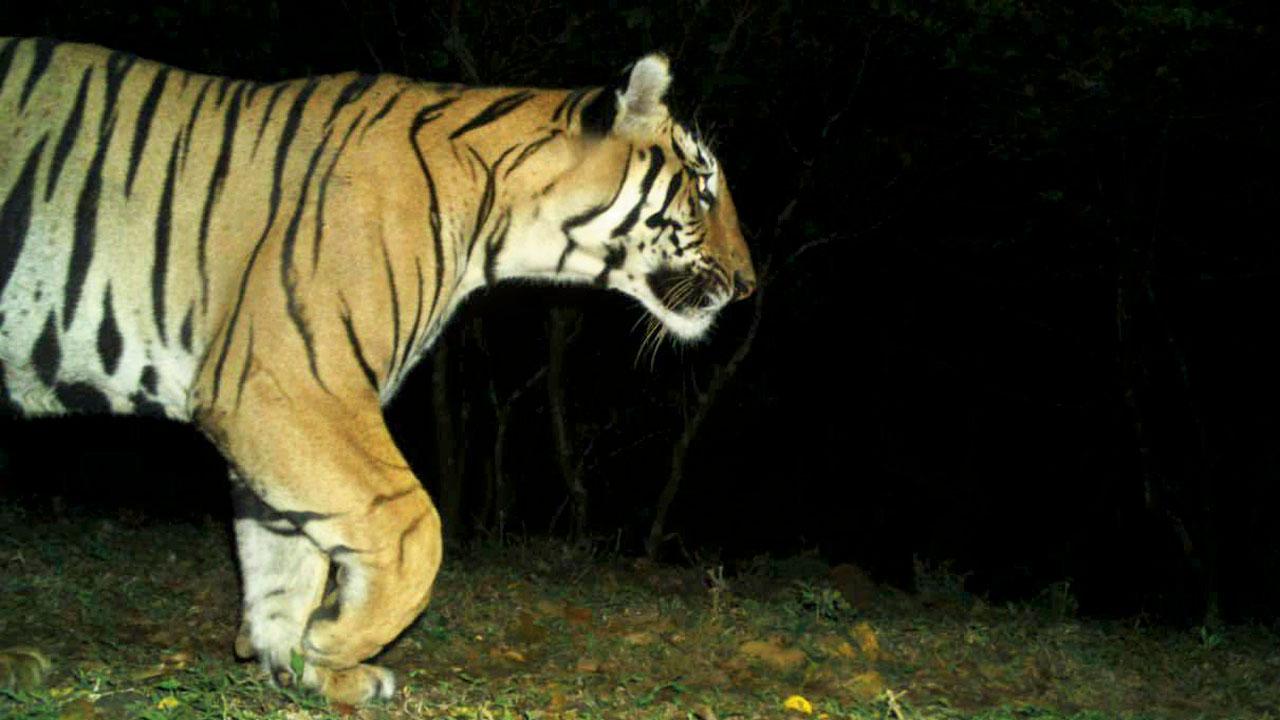 Experts say that years of habitat manipulation in tiger reserves have resulted in a disproportionate increase in prey and predator populations. File pic