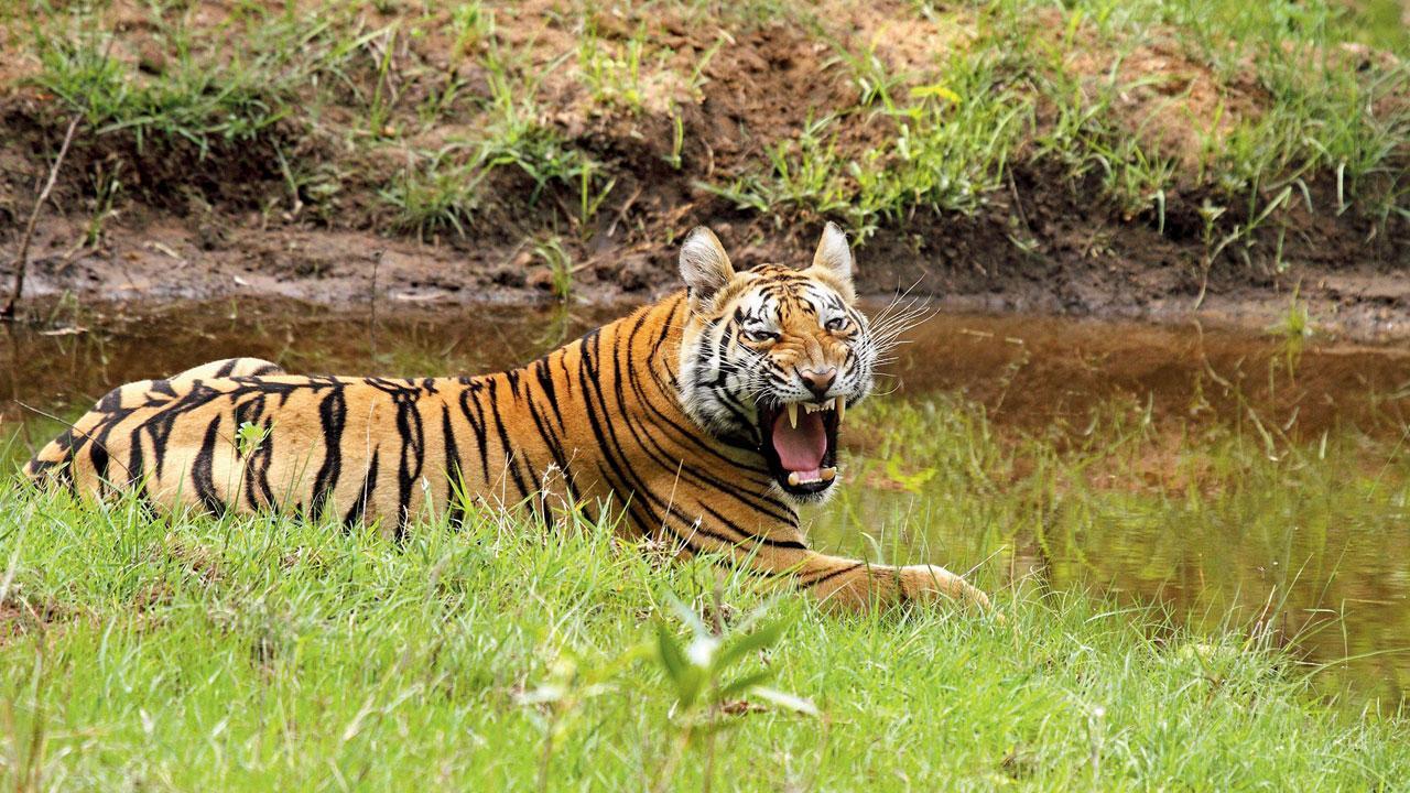 Maharashtra lost the most big cats in 2023