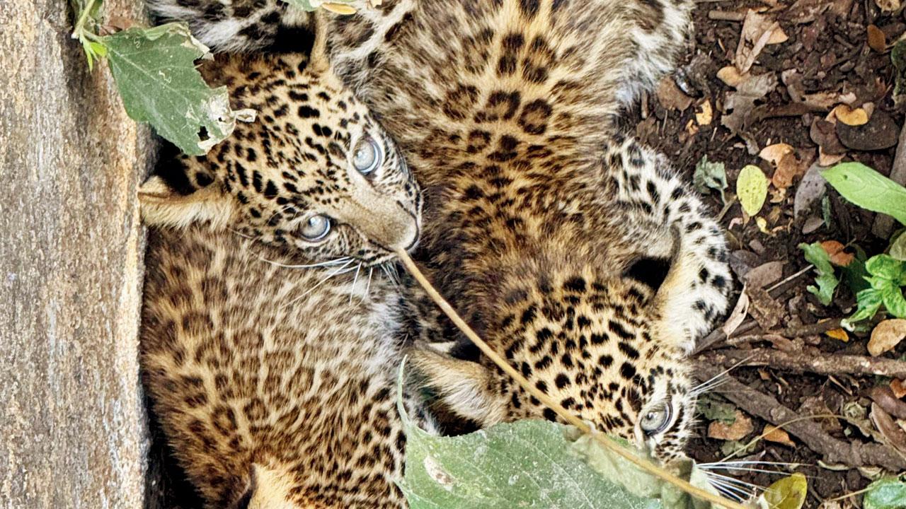 Camera traps are active in the area to monitor leopard activity
