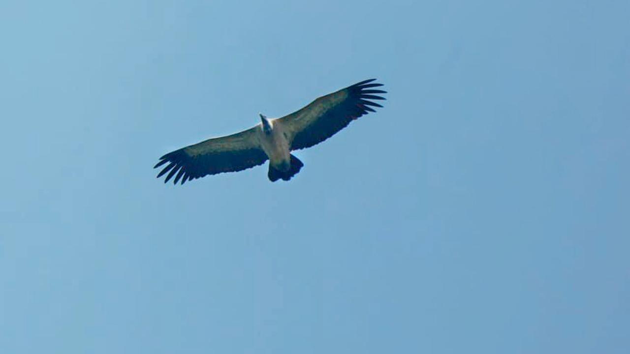 Mumbai: City naturalist makes rare sighting of long-billed vulture