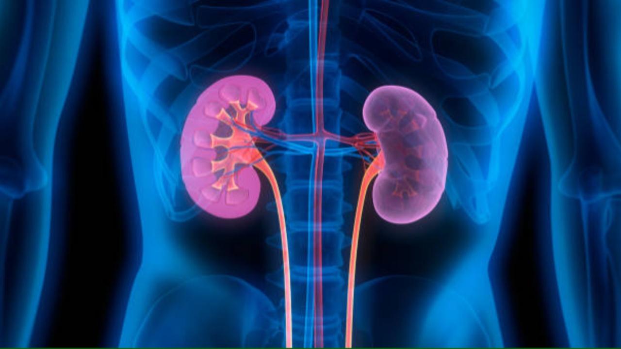Kidneys play a crucial role in eliminating waste and toxins from the body, maintaining a delicate equilibrium. Any disruption in this balance can lead to kidney-related ailments. Unlike modern medicine, which often emphasises symptomatic treatment, Ayurveda seeks to identify and address the root cause of the problem. Photo Courtesy: iStock